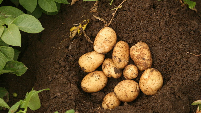  В планах аграриев Поморья – собрать порядка 26 тысяч тонн картофеля и около тысячи тонн овощей