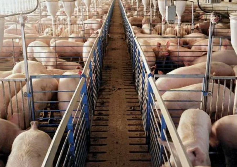  Главный вызов 2026 года для производителей свинины — возможное снижение цен на продукцию, которое может быть связано с уменьшением спроса