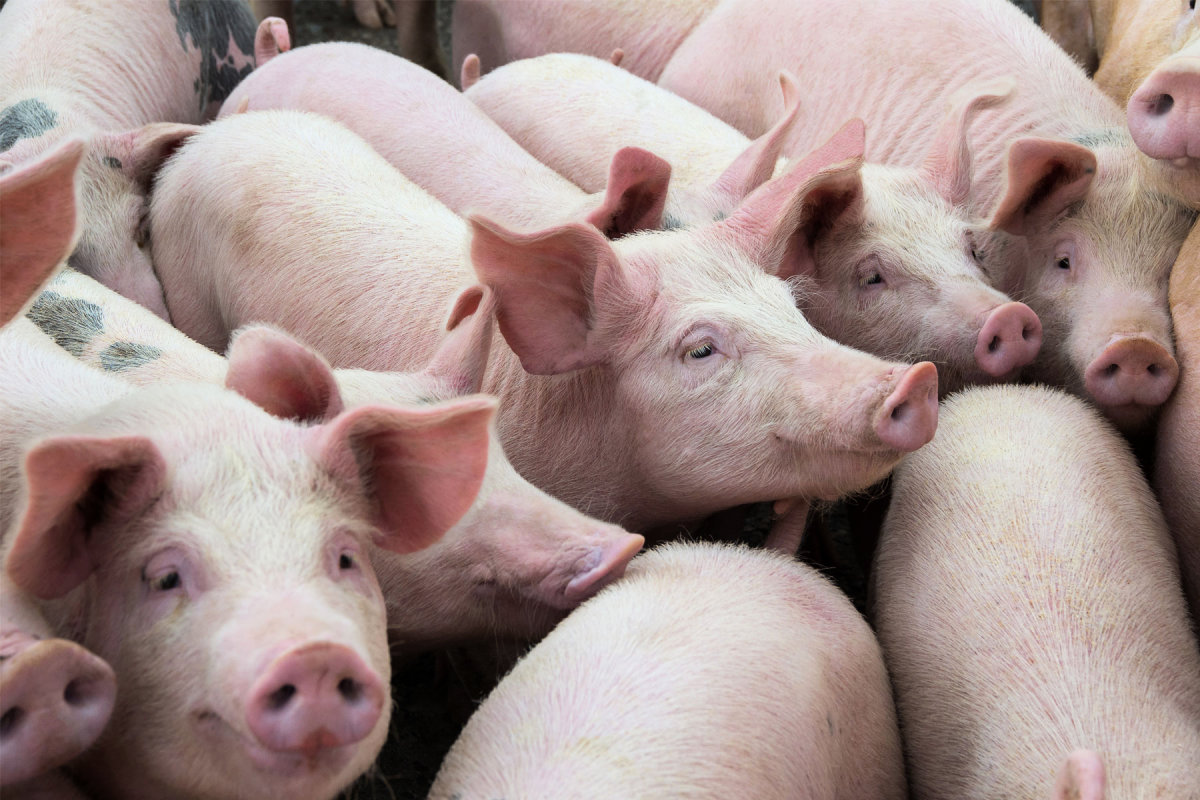  В костромских сельхозорганизациях растет поголовье свиней