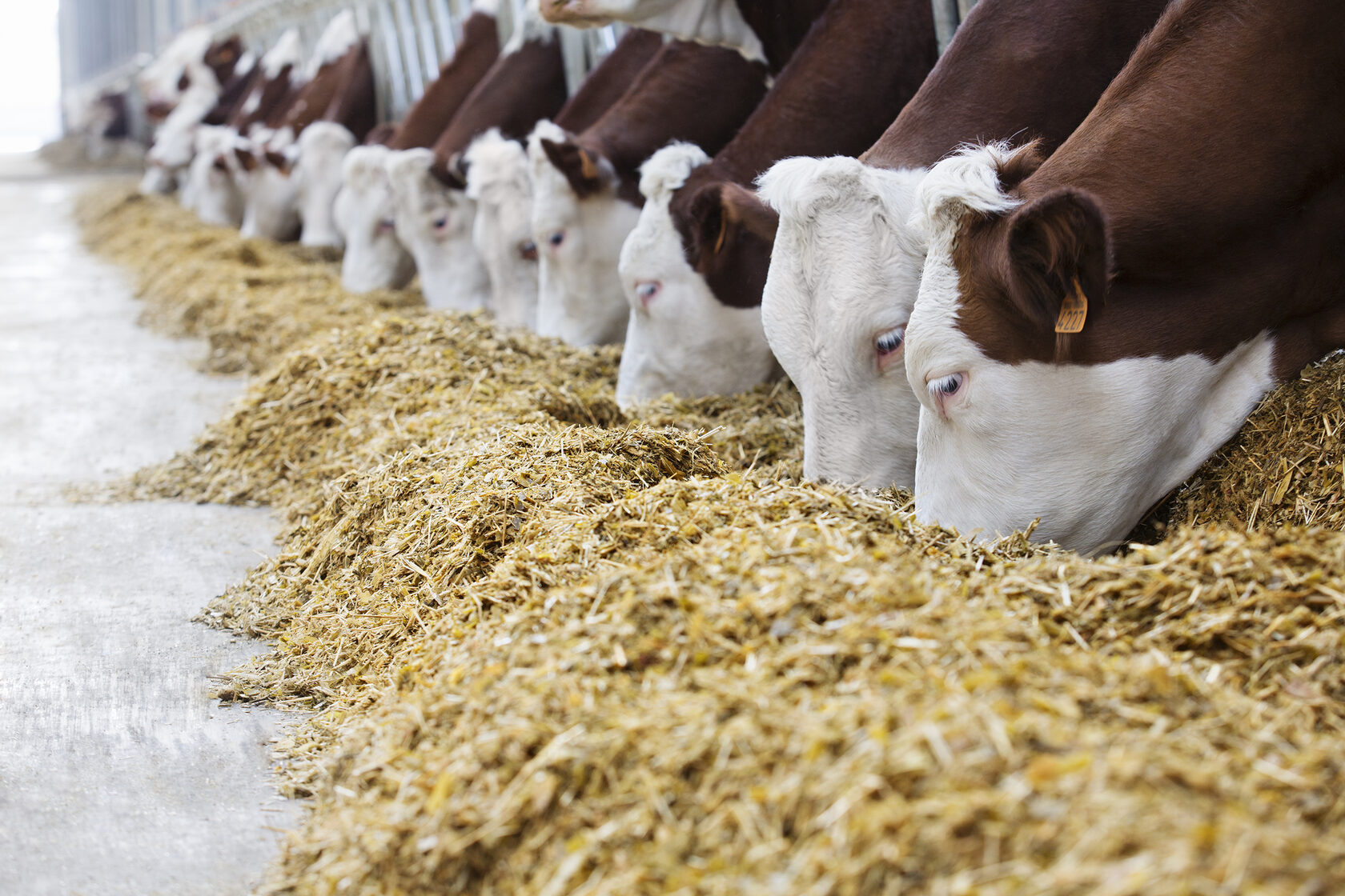  В Томской области скот обеспечен кормами на 108%