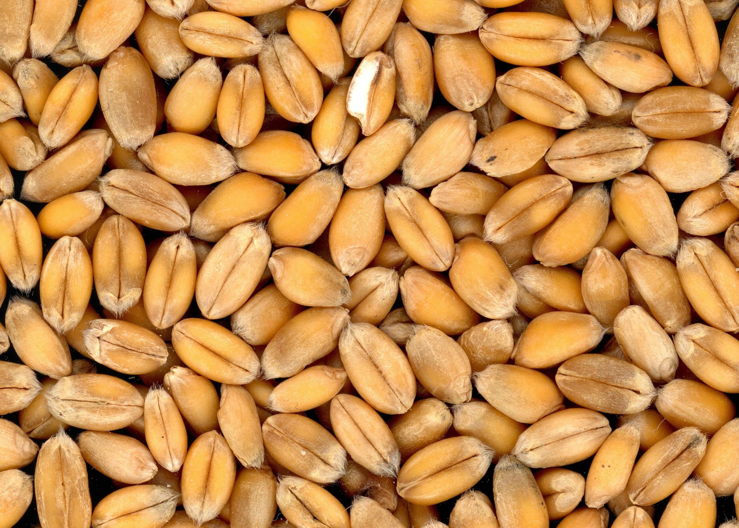  Томским сельхозтоваропроизводителям презентовали новый метод сортовой оценки зерна