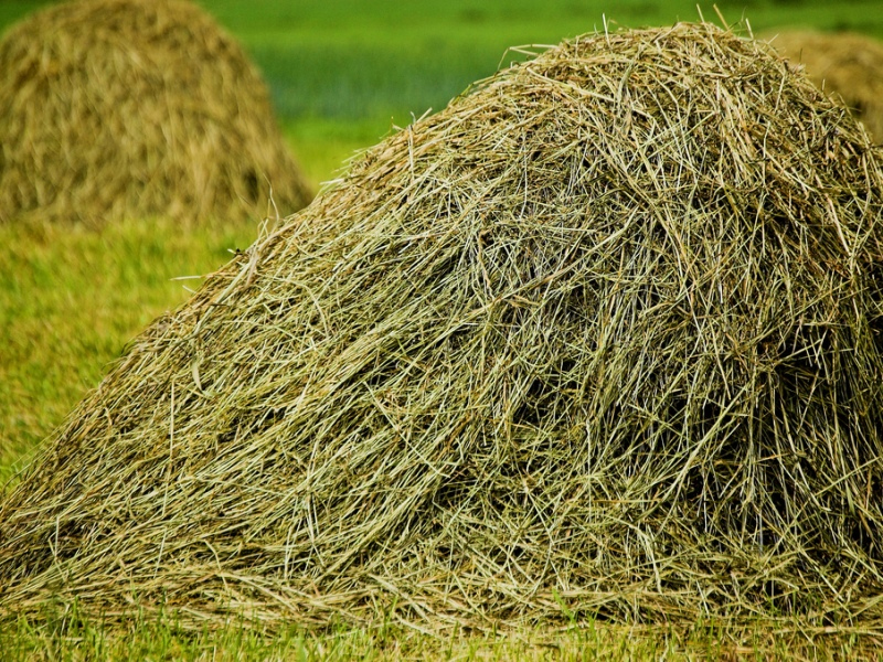  В Астраханской области заготовлено около миллиона тонн сена