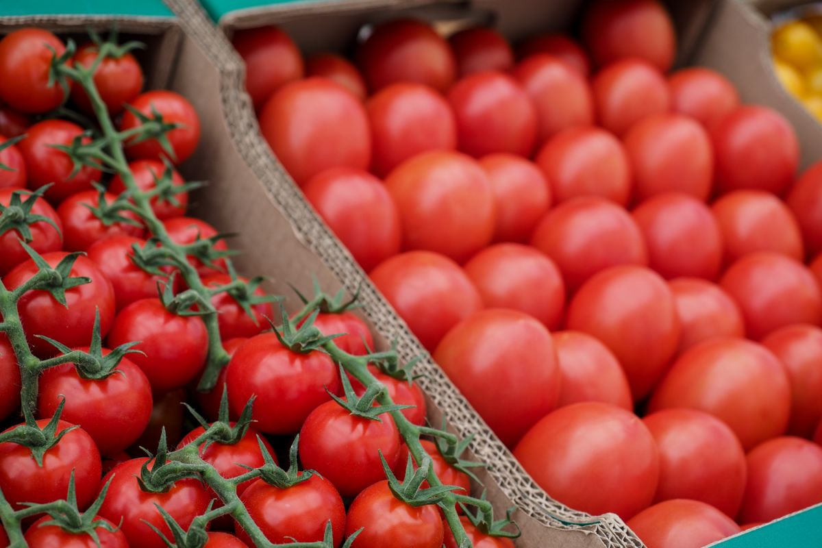  Тарифная льгота на беспошлинный ввоз 100 тыс. тонн томатов распределена Минсельхозом