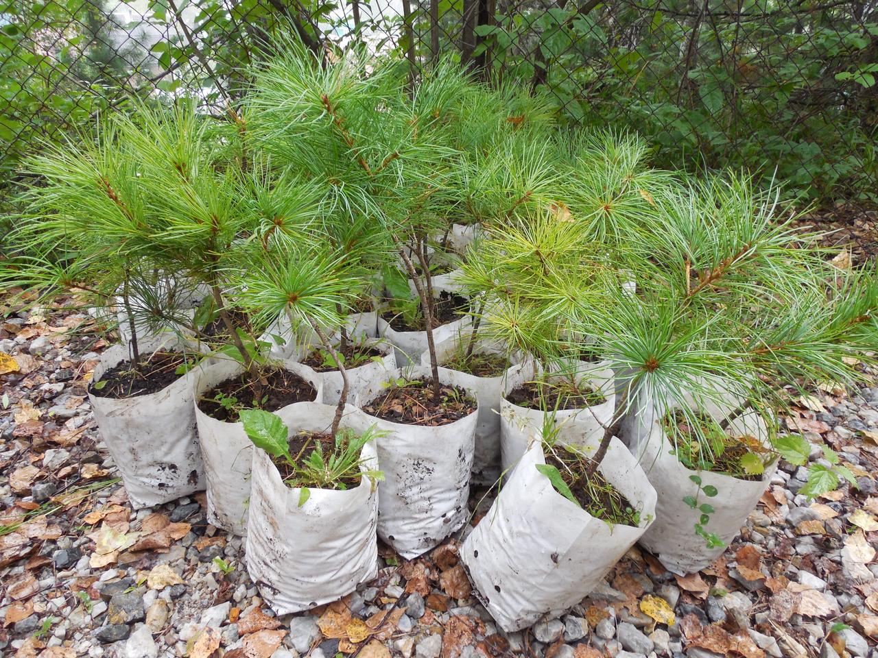  Пролонгированное влияние стимуляторов на рост трехлетних сеянцев кедра корейского (Pinus koraiensis Siebold et Zucc.)