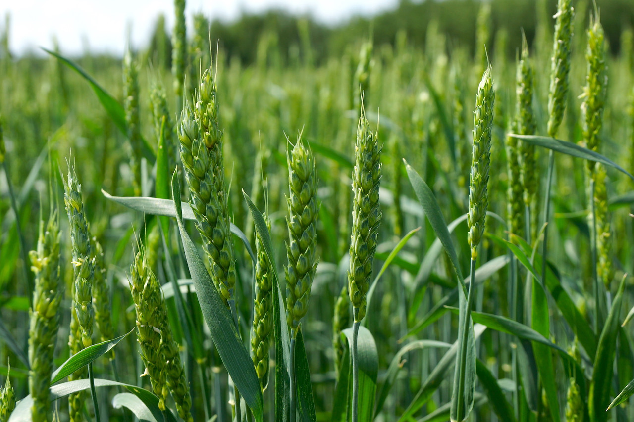 Изменение урожайности и составляющих ее элементов структуры мягкой озимой пшеницы в зависимости от условий влагообеспеченности и генотипа