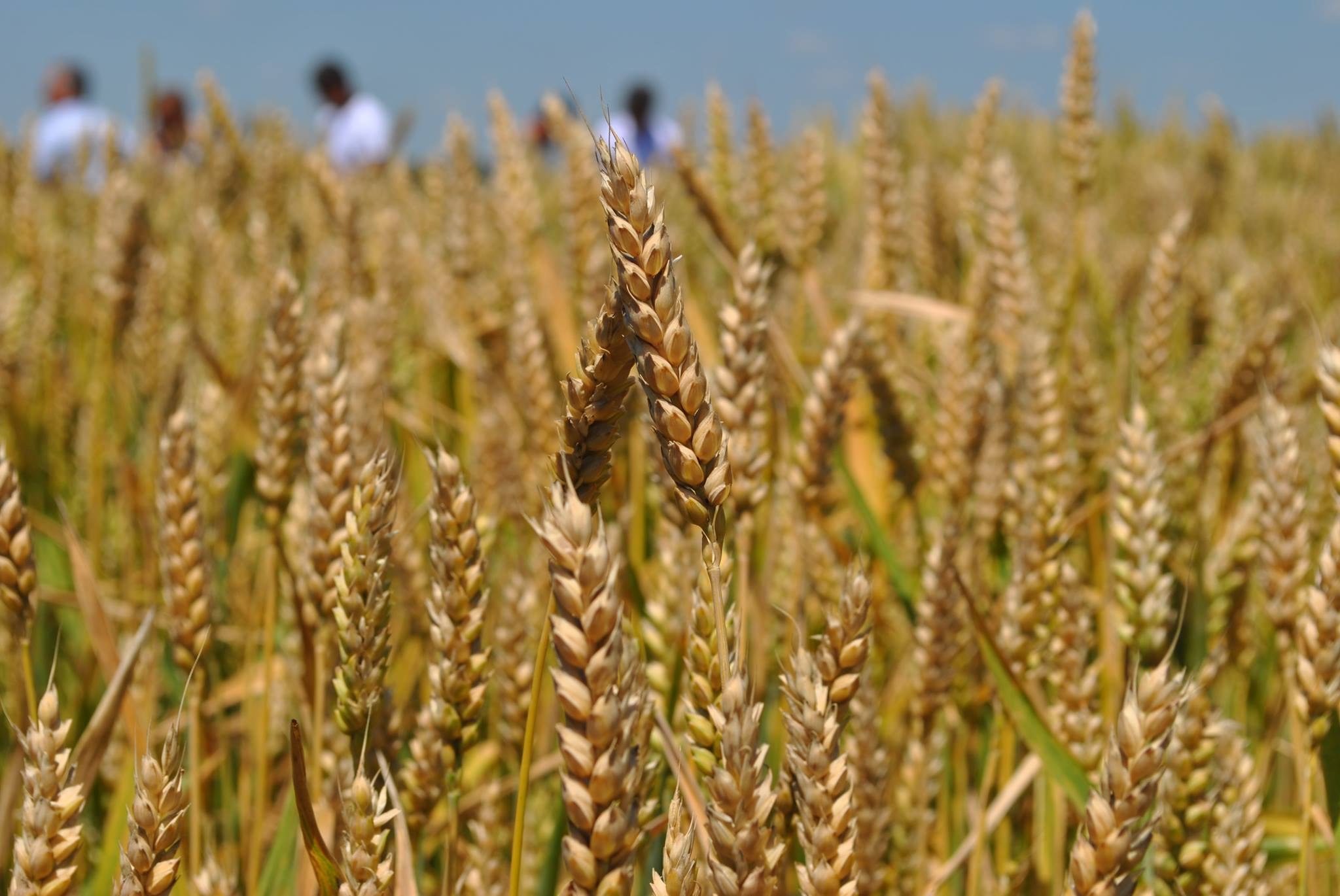  Влияние отдельных элементов агротехнологии на продуктивность твердой пшеницы в южной лесостепи Омской области