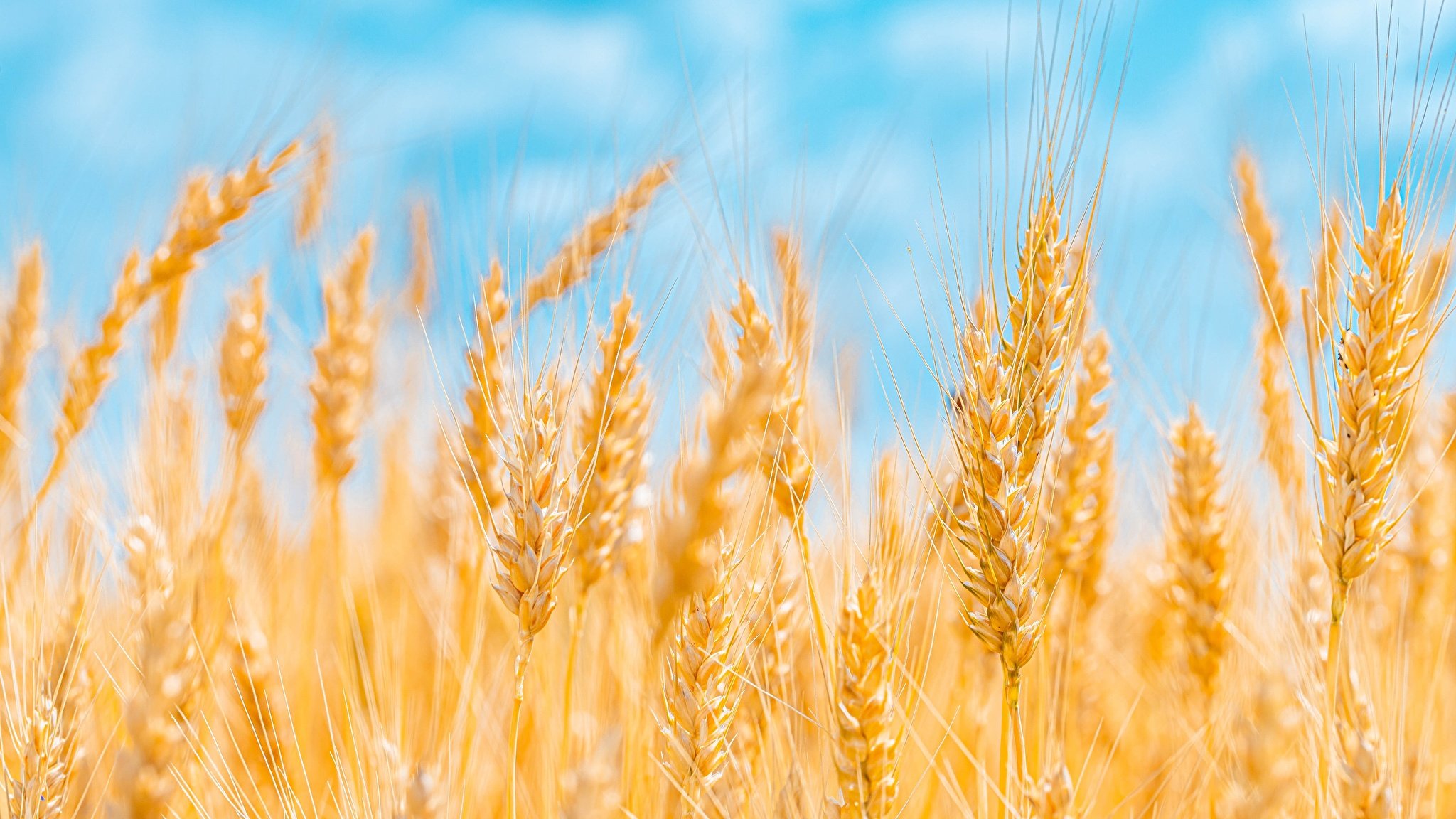  Способ повысить устойчивость пшеницы к засухе нашли российские ученые