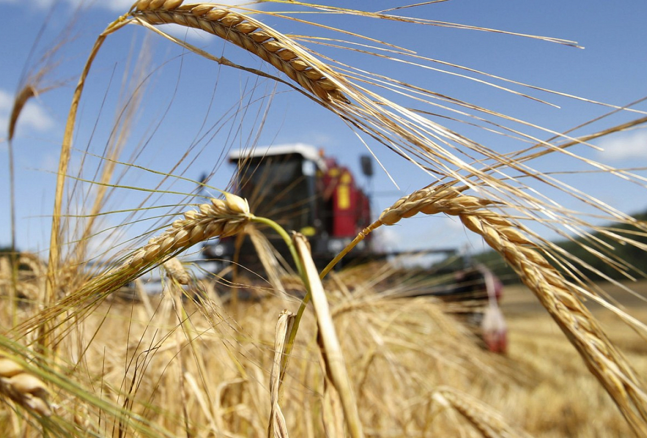  Саратовская область – лидер ПФО по урожаю зерновых и зернобобовых