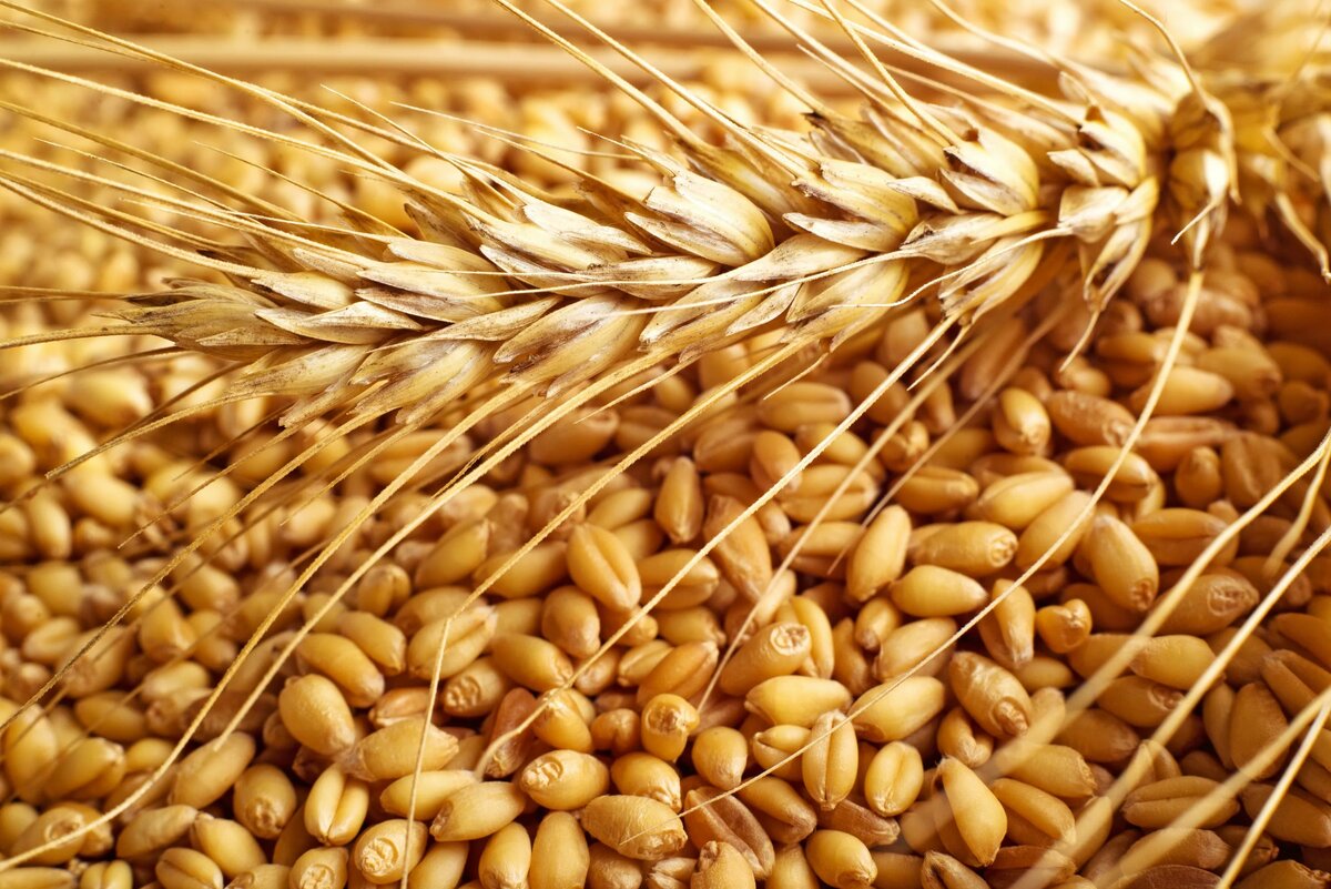  О закупке почти 800 тыс. тонн пшеницы договорился Египет с Россией