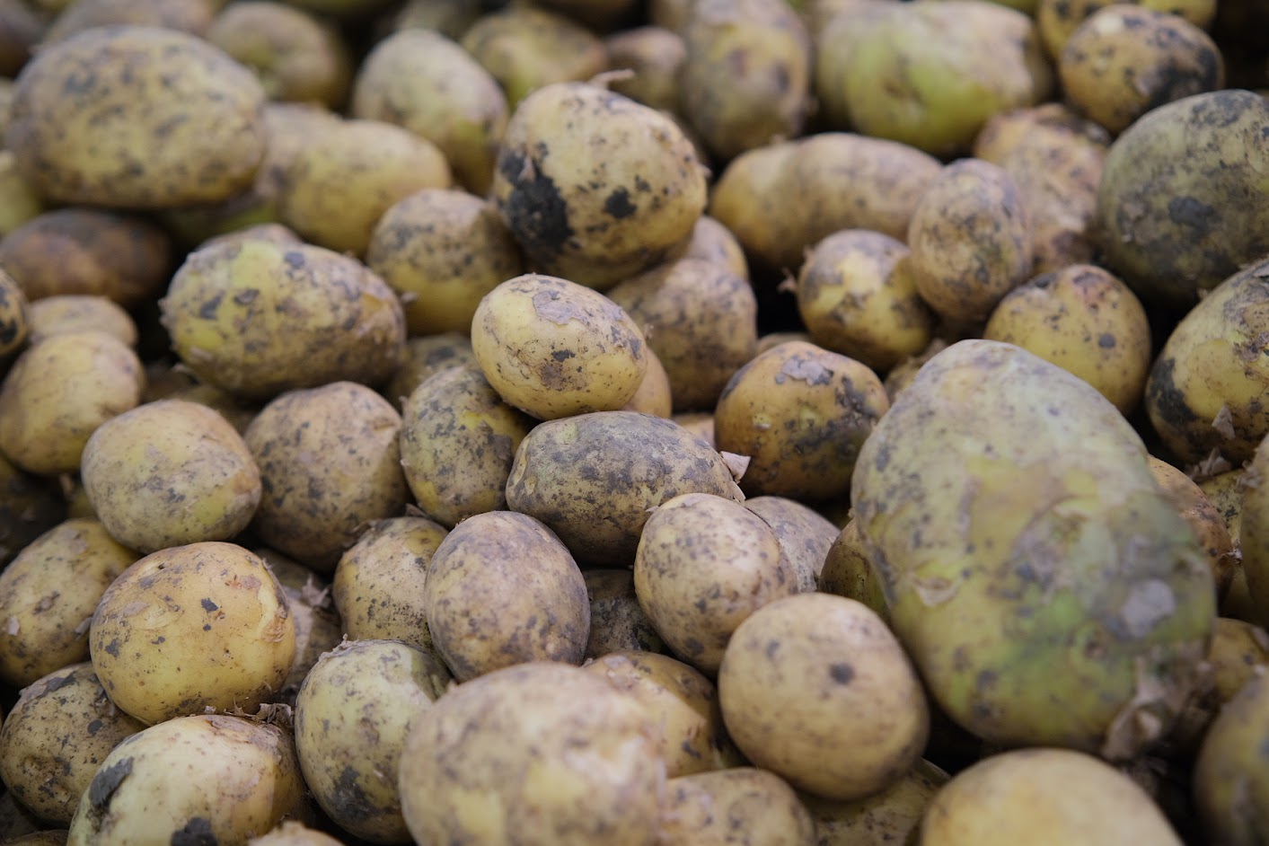  Волгоградские сельхозпроизводители наращивают объемы производства картофеля и овощей