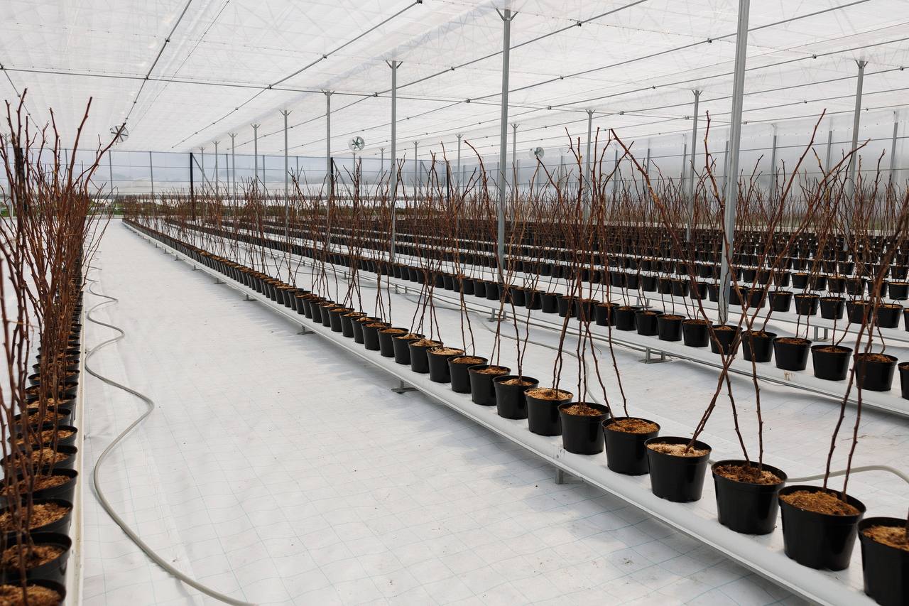  В Крыму малину и клубнику выращивают по уникальной технологии ускоренного плодоношения