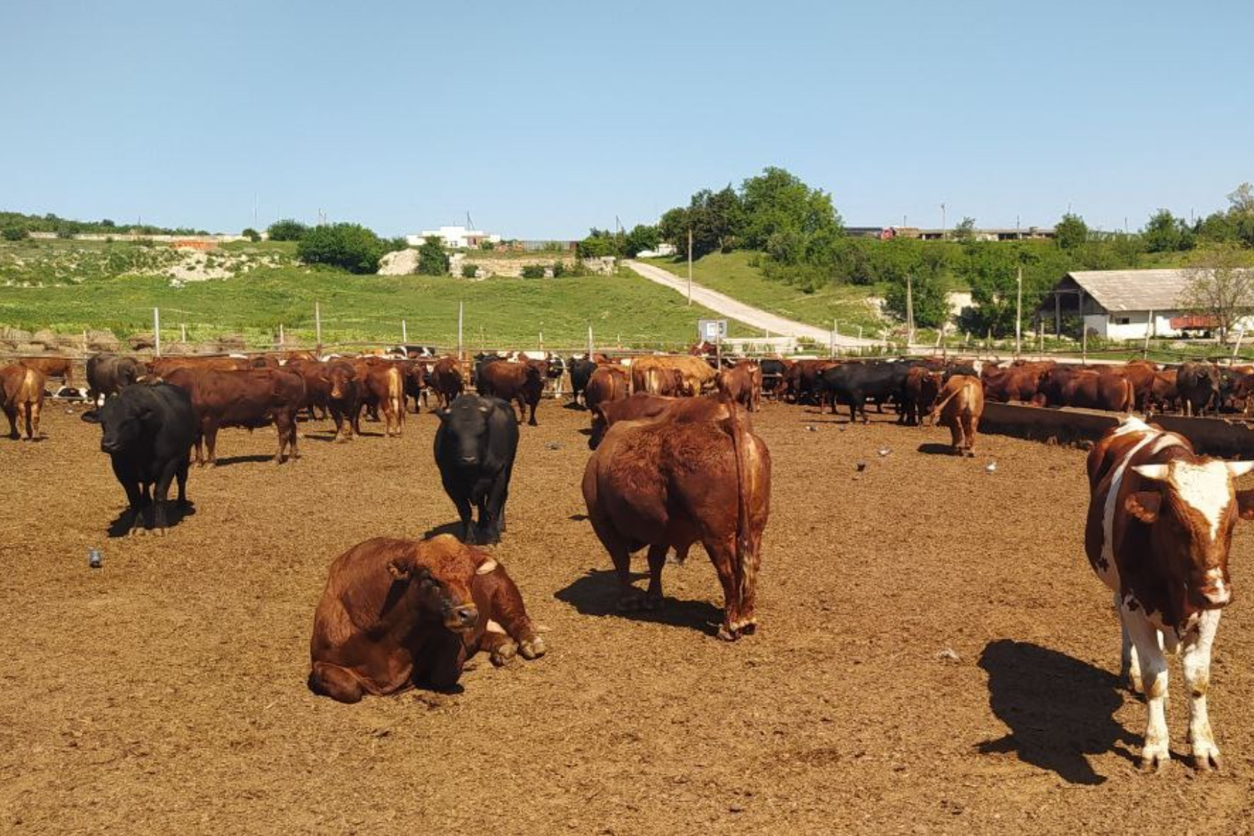  В Крым завезли 10 быков-производителей уникальной породы лимузин