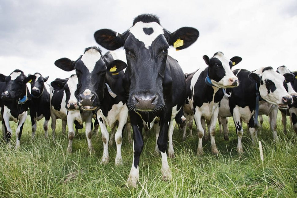 В Курской области за 2021 год стадо крупного рогатого скота выросло на 6  тысяч голов – Отраслевой портал Аграрная наука, журнал сельское хозяйство  России