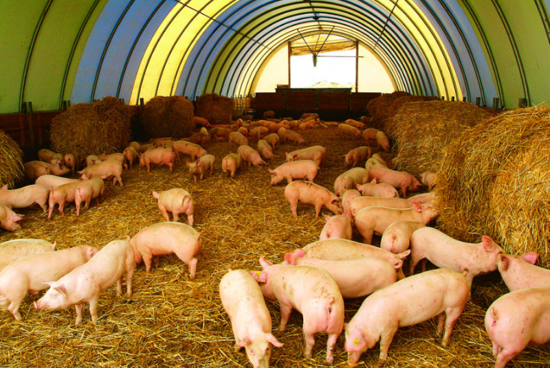  Во Владимирской области возродят свиноводство