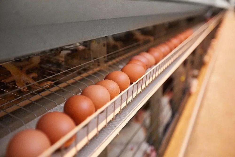  В Ленинградской области с начала года произведено 1,16 млрд штук яиц