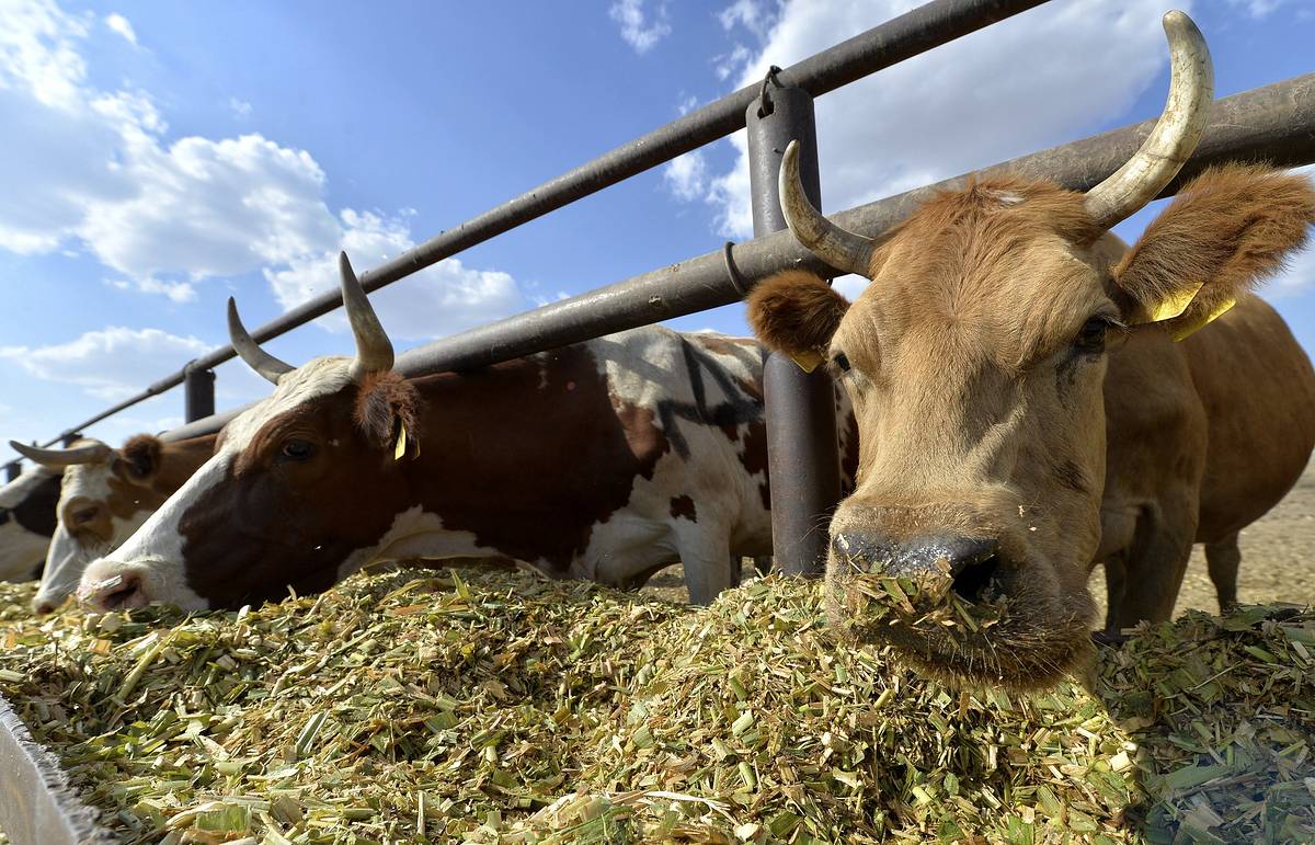  В сельхозпредприятиях Томской области увеличилось поголовье крупного рогатого скота и свиней
