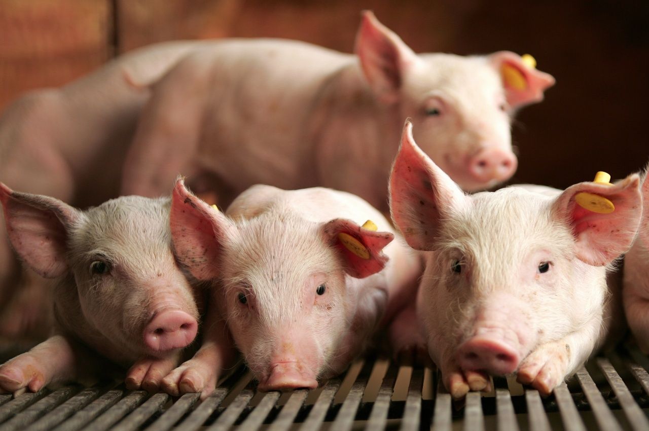  Агропромышленный комплекс Владимирской области берет курс на восстановление свиноводства