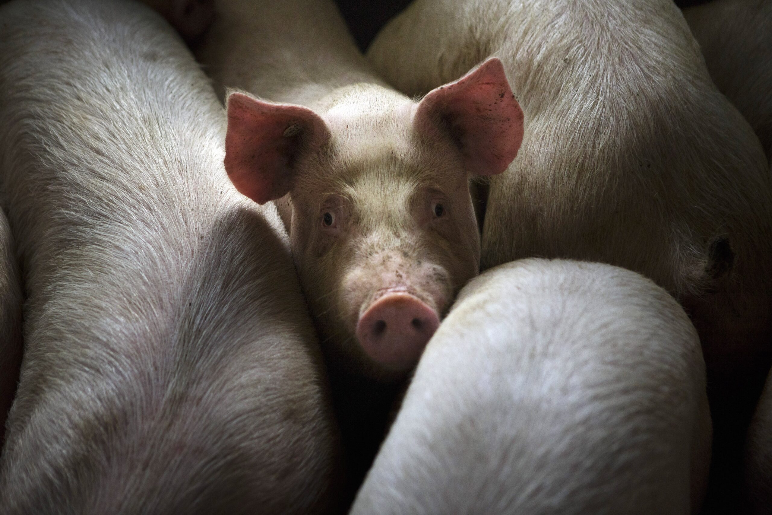  Взять под контроль продажу живых свиней и мяса через интернет предлагают отраслевые союзы