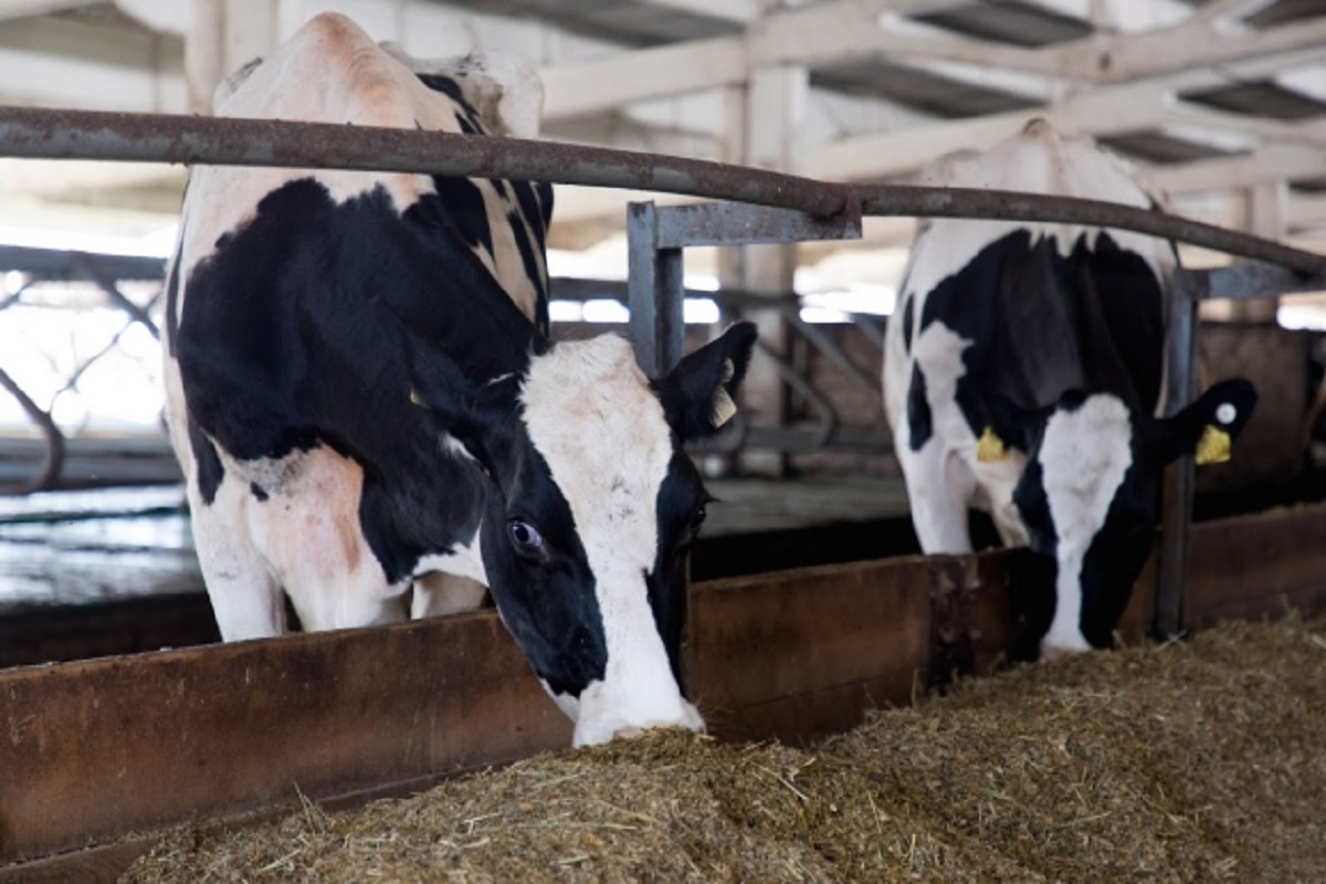 Волгоградские животноводы увеличивают поголовье крупного рогатого скота