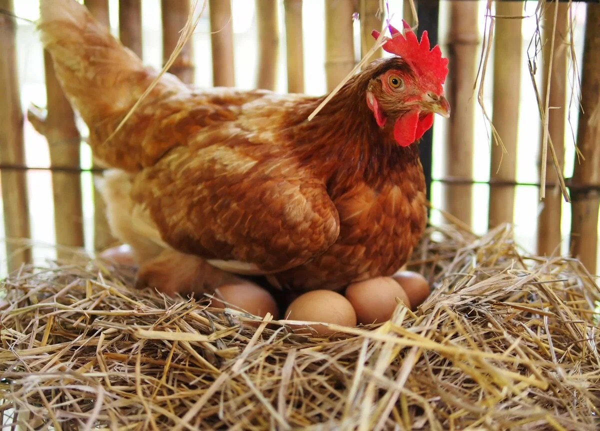  Из продажи могут пропасть фермерские курица и яйца