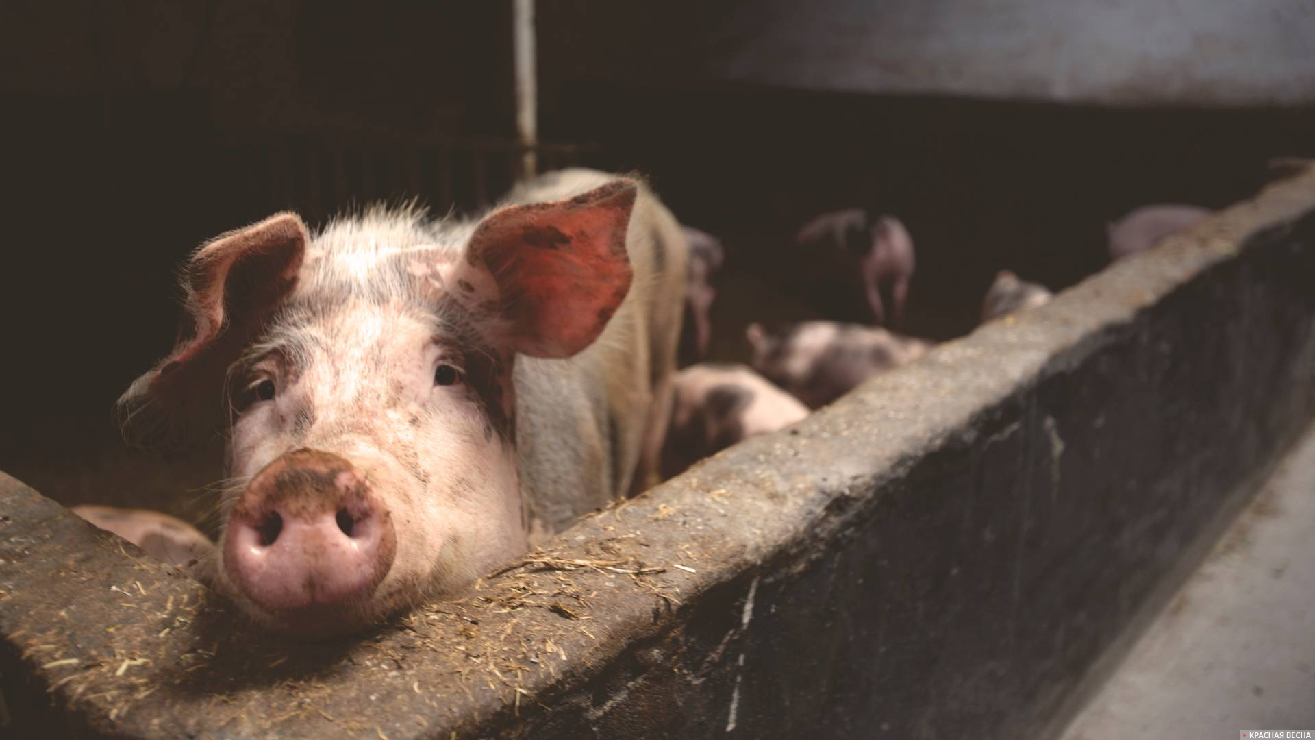  Африканская чума свиней выявлена в Астраханской области