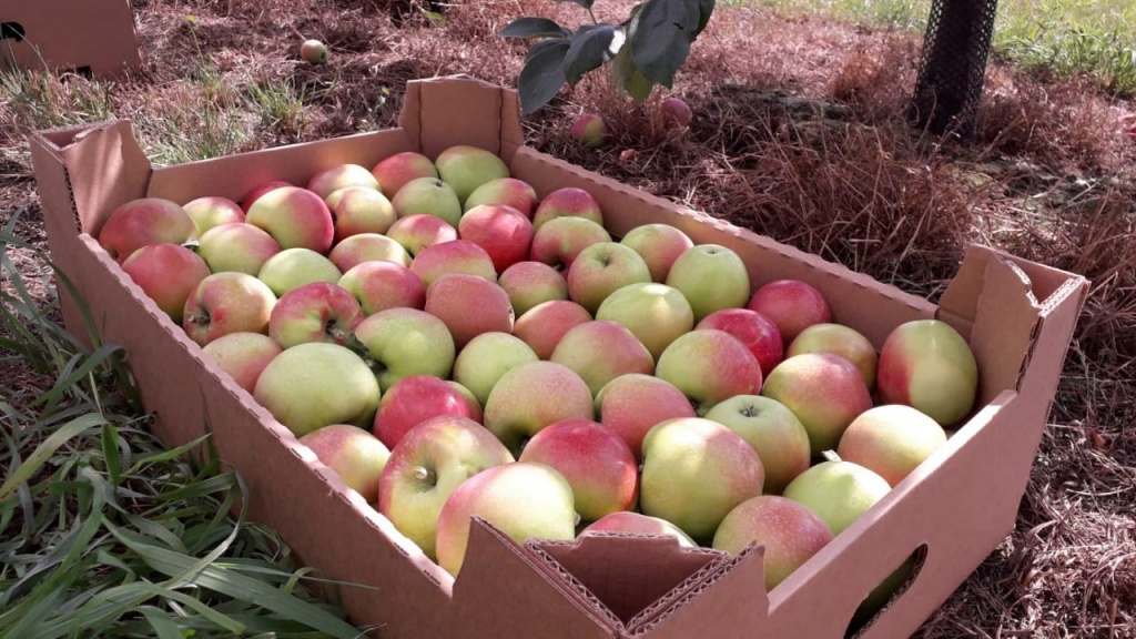  Липецкие садоводы приступили к сбору яблок
