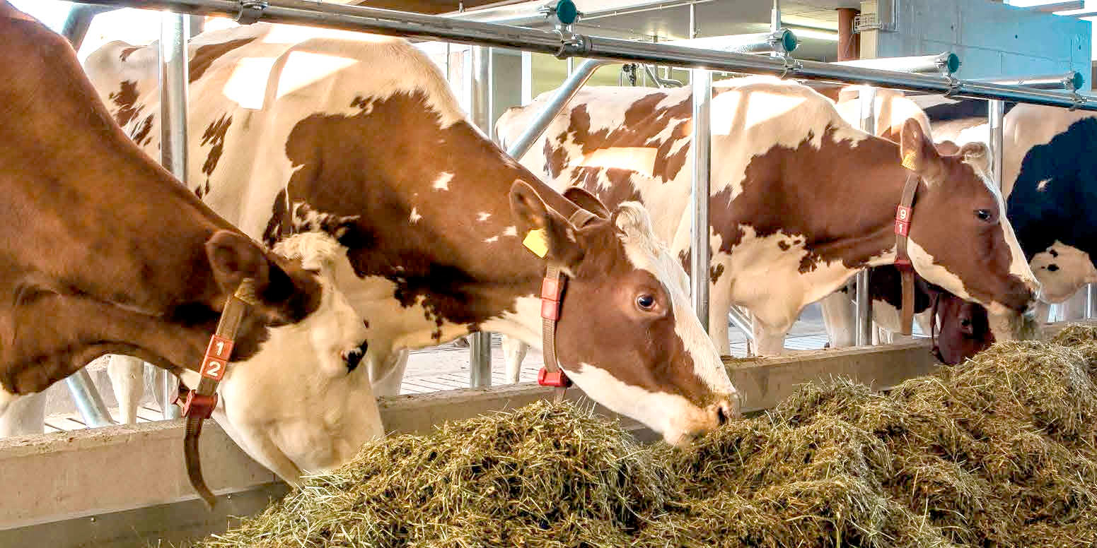  Производство кормов для молочного скота сократилось на 2,3 % до 126,2 млн тонн