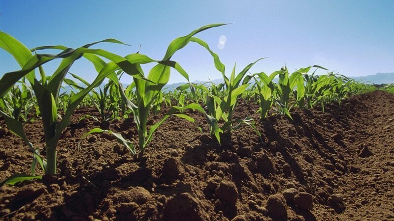  Липецкие аграрии в этом году раньше обычного приступили к севу кукурузы на зерно и сои