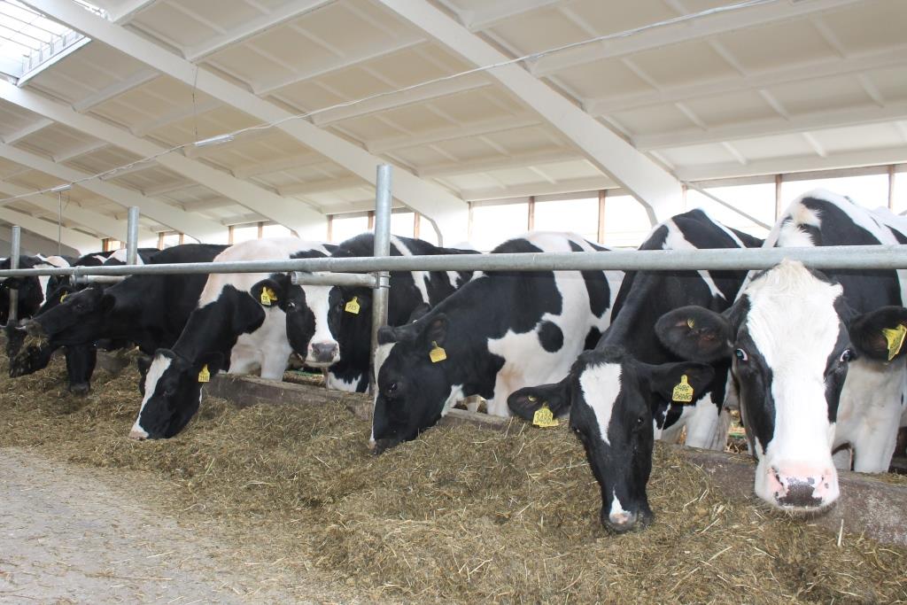  Брянские животноводы добились значительного увеличения объемов производства мясной и молочной продукции