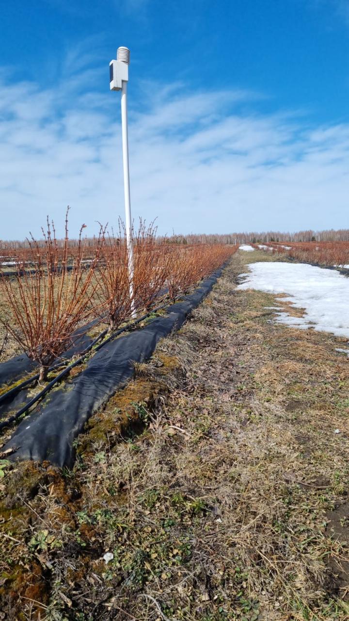  Томская компания «Северный сад» – на 100 гектарах которой расположен сад жимолости интенсивного типа – для увеличения урожайности будет использовать семьи шмелей