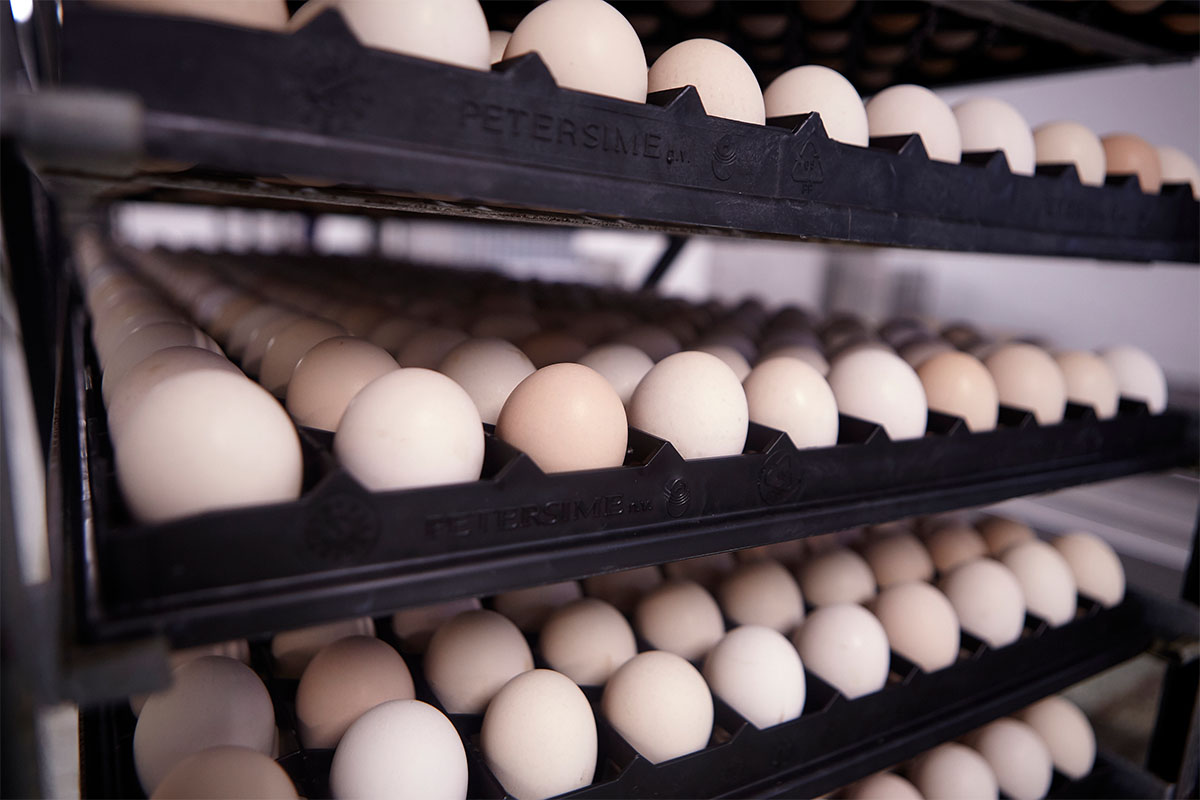 РФ продолжает импортировать инкубационные яйца, но зависимость от зарубежных поставок существенно снизилась