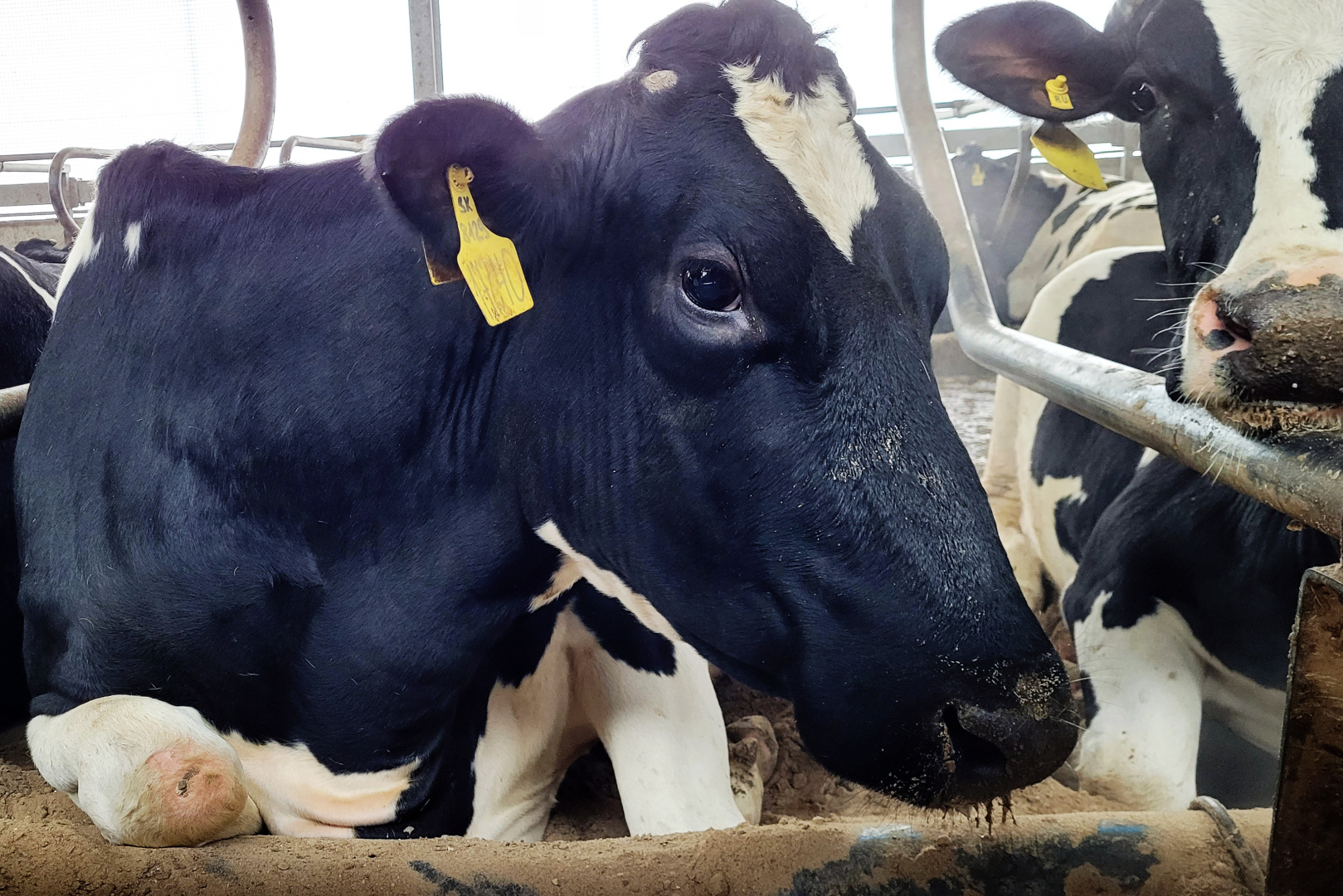  Корова Ворчливая – самая продуктивная в Рязанской области по итогам 2023 года