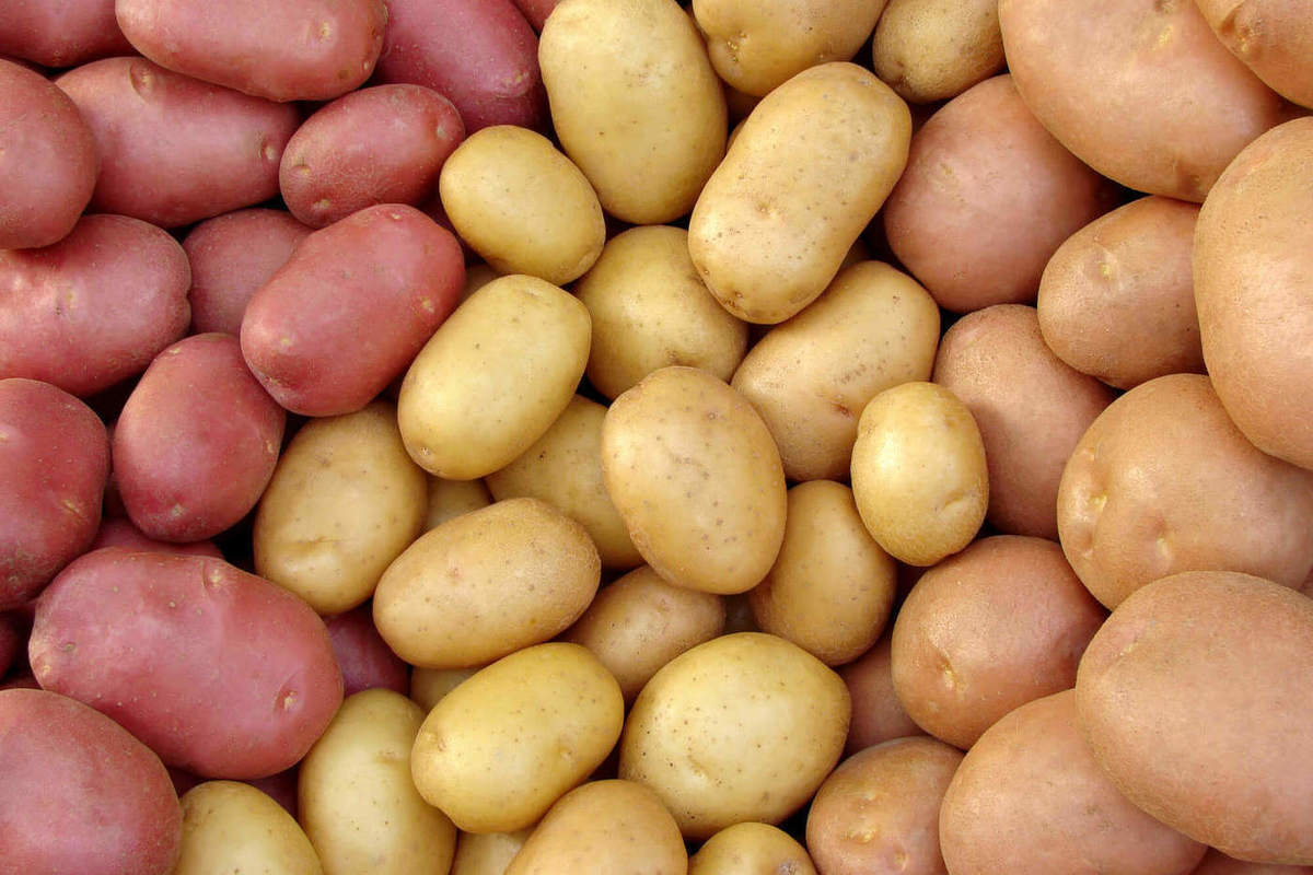  В текущем году Омский АНЦ планирует в 2 раза увеличить объемы производства семенного картофеля