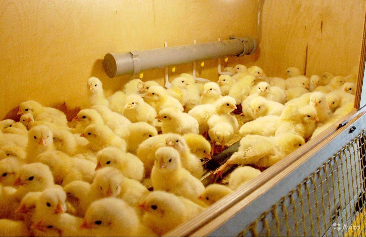  Развитие антибиотикорезистентности микроорганизмов у цыплят-бройлеров под влиянием ветеринарных антибиотиков и пробиотика