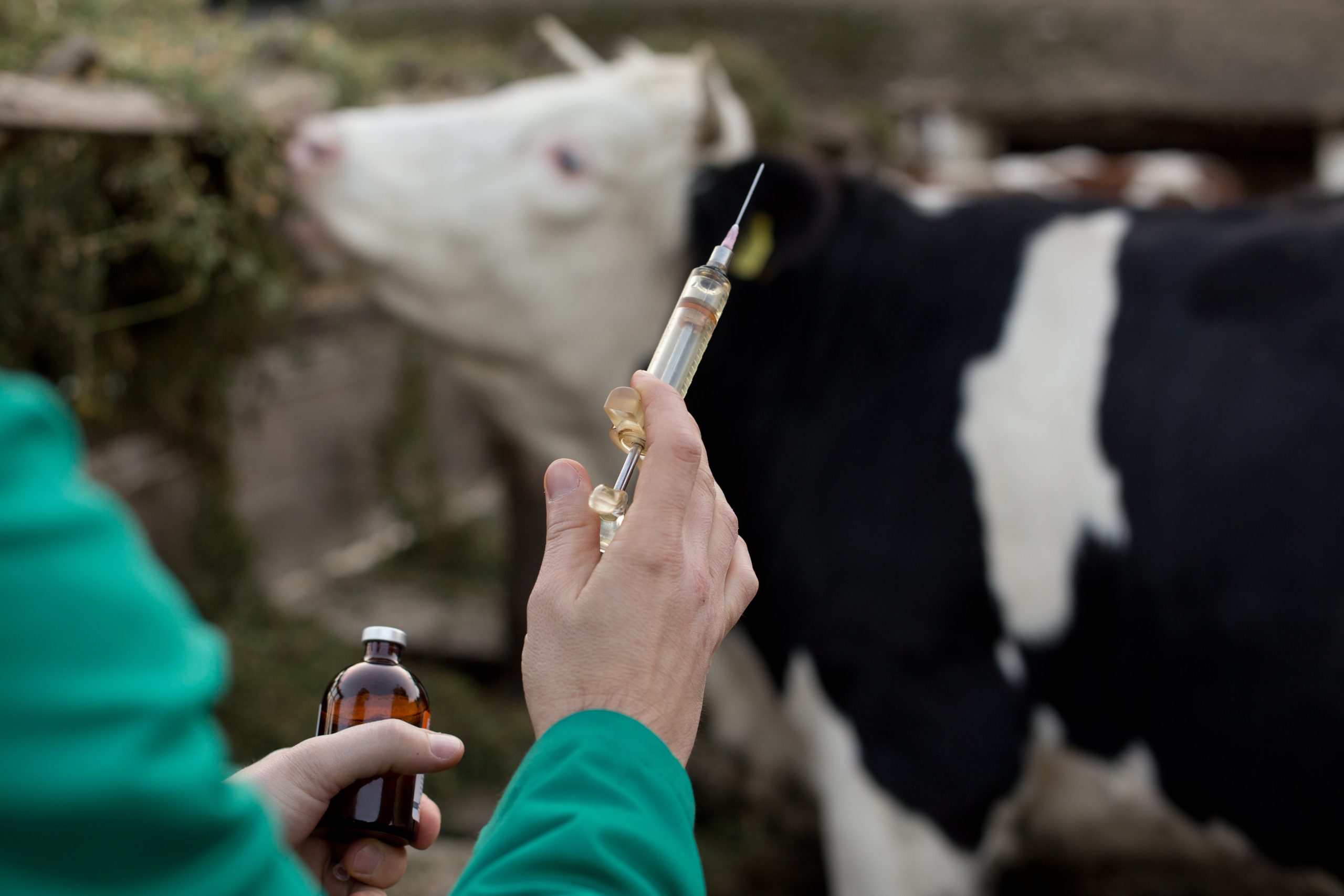  Эффективность вакцинации при остром послеродовом эндометрите коров
