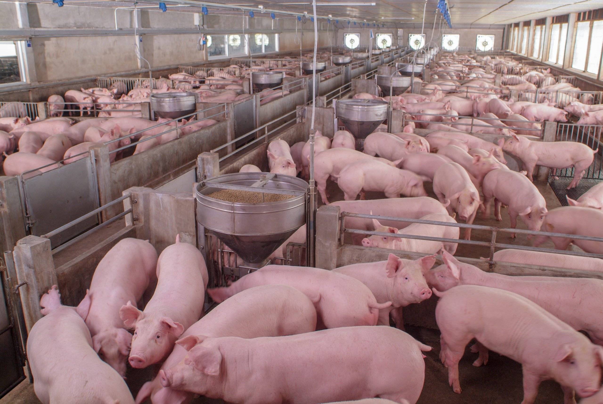  Свиноводство является основным драйвером роста производства мяса в стране