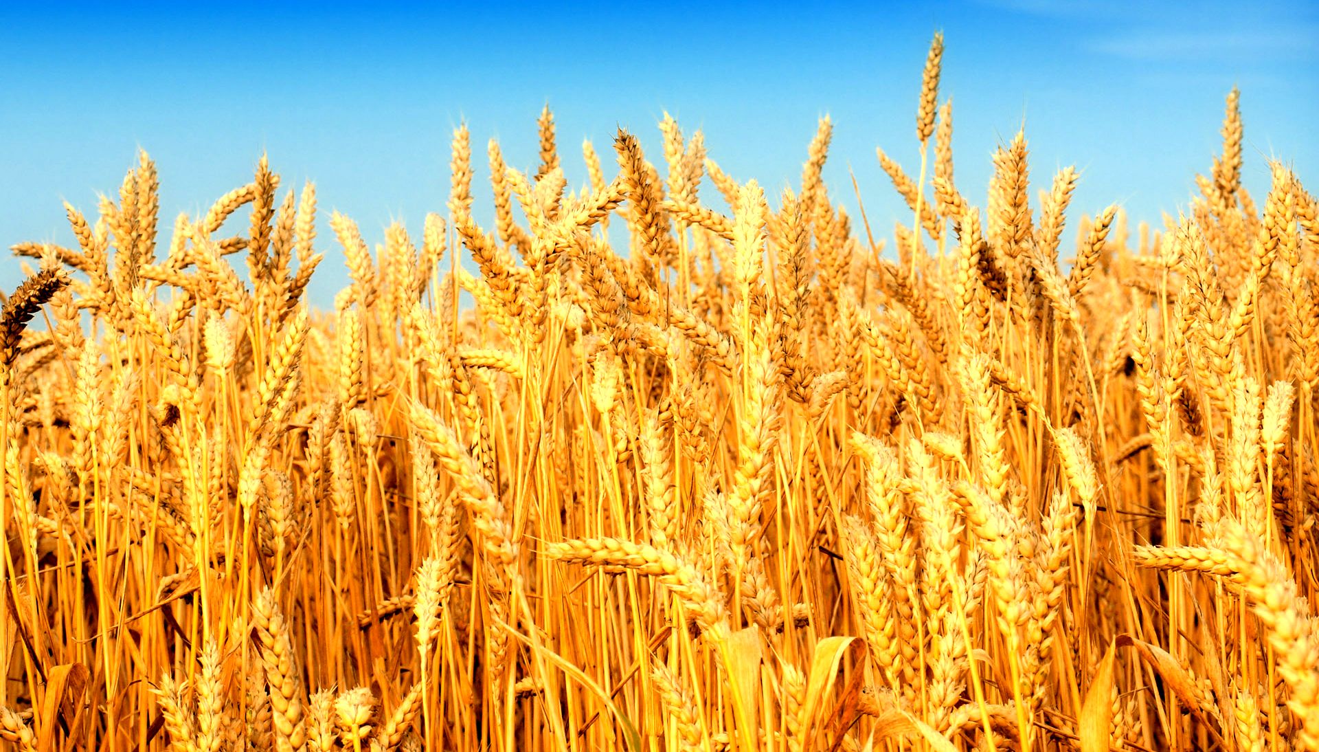  Новым омским сортом пшеницы засеяны десятки полей Урала и Западной Сибири