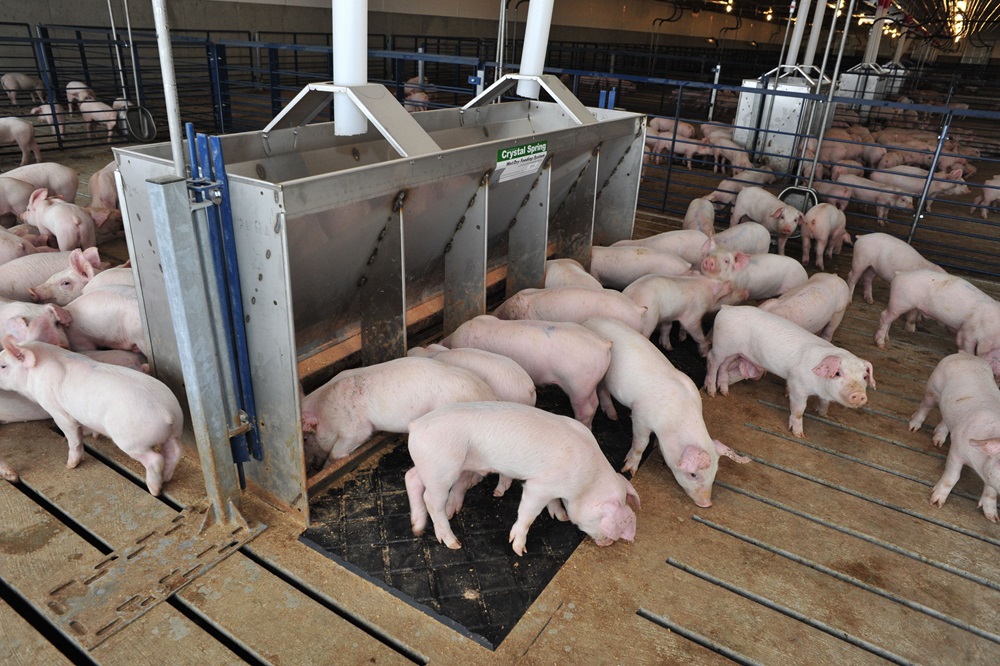  Ветправила для борьбы с распространением рожи свиней разработали в Минсельхозе