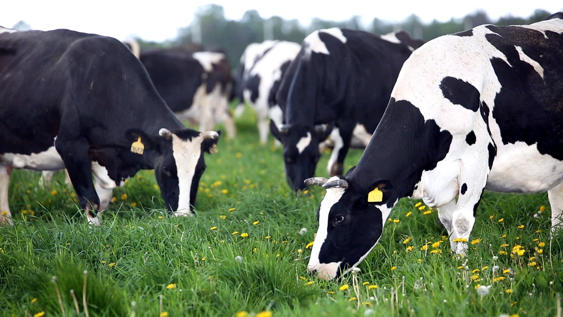  Сопряженность продуктивных признаков молочного скота голштинской породы