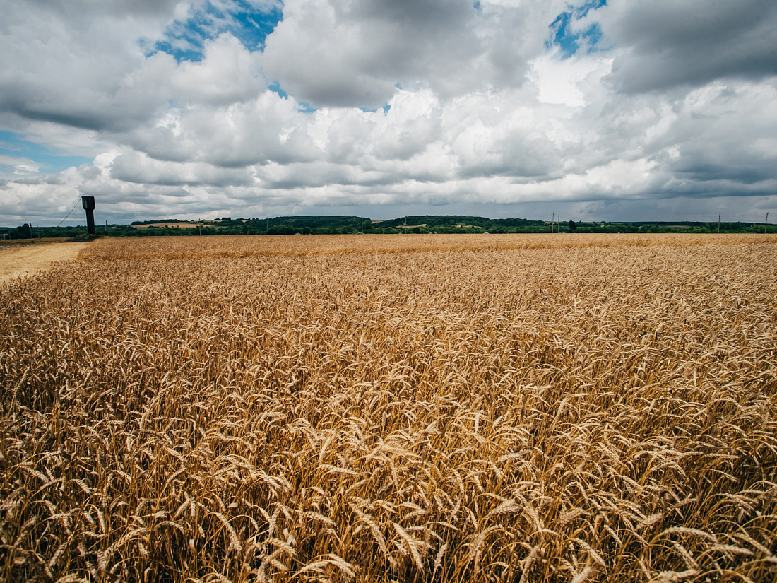  В Курской области завершена уборка зерновых колосовых и зернобобовых культур