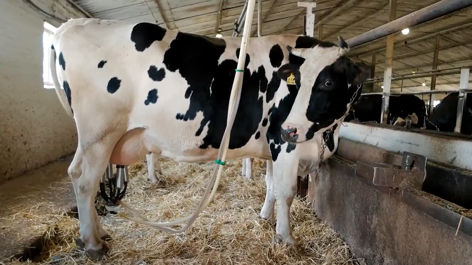  Благодаря разработке ученых Чувашского ГАУ появилась новая возможность профилактировать воспаление молочной железы коров