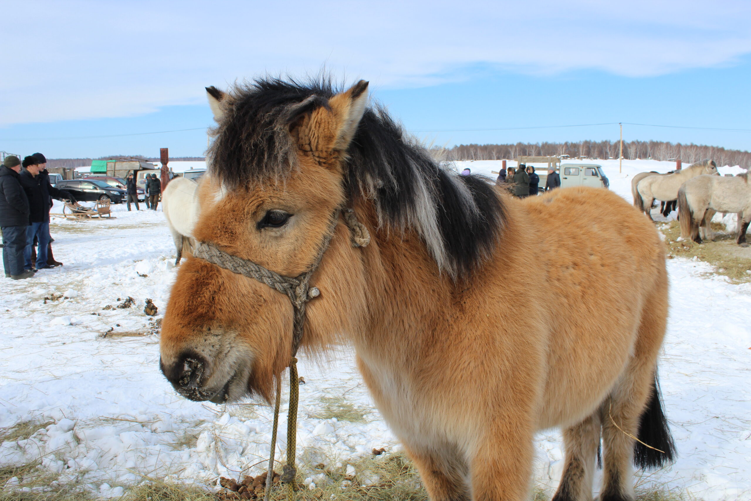  В Якутии коневодческое хозяйство разводит редких лошадей янского типа якутской породы