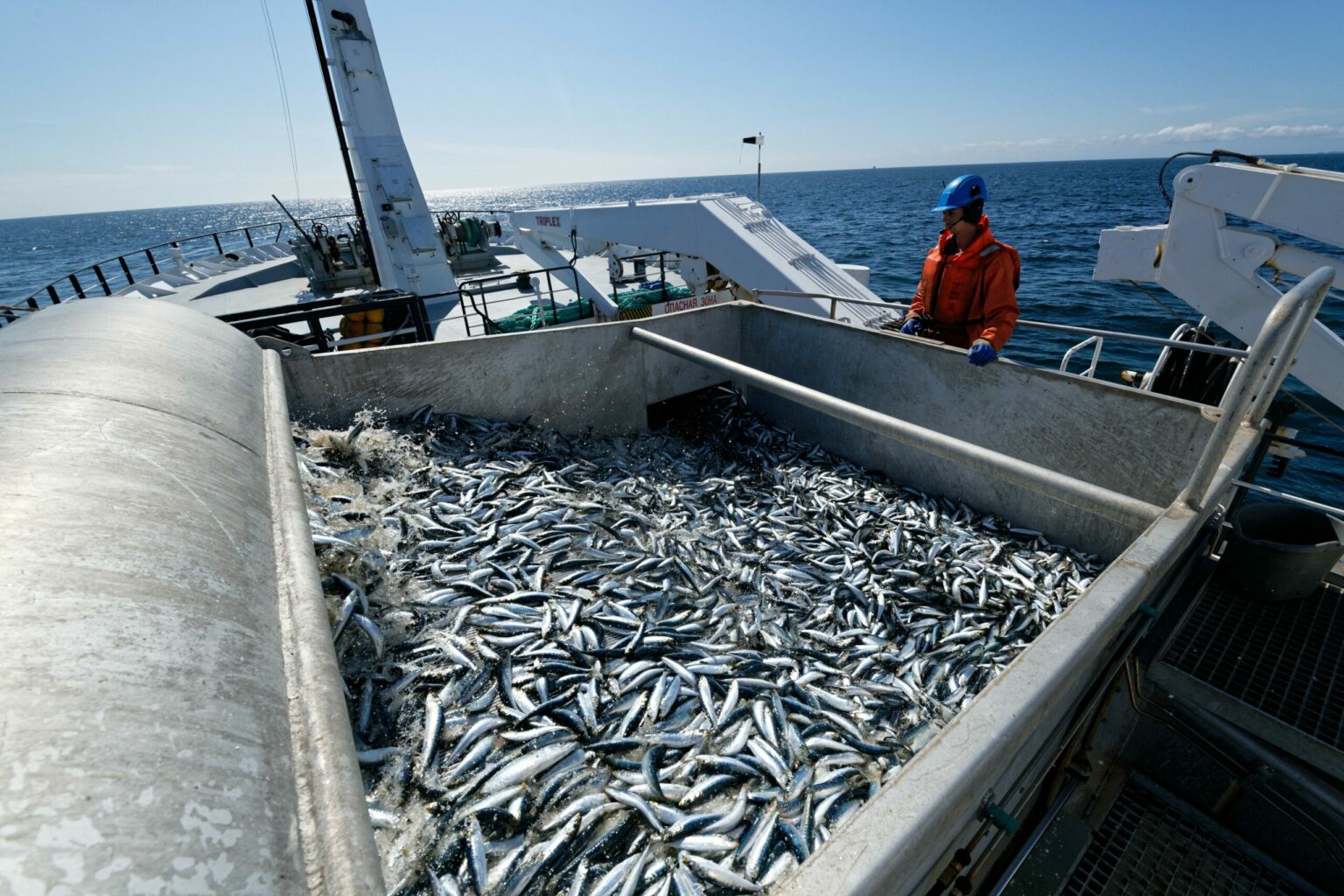 В Минсельхозе подготовят инициативу о расширении механизма субсидирования железнодорожных перевозок лососевых видов рыб и сардины иваси