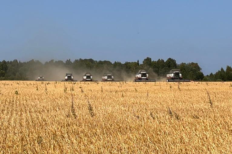 Ярославскими сельхозпроизводителями уже убрано более 140 тысяч тонн зерна