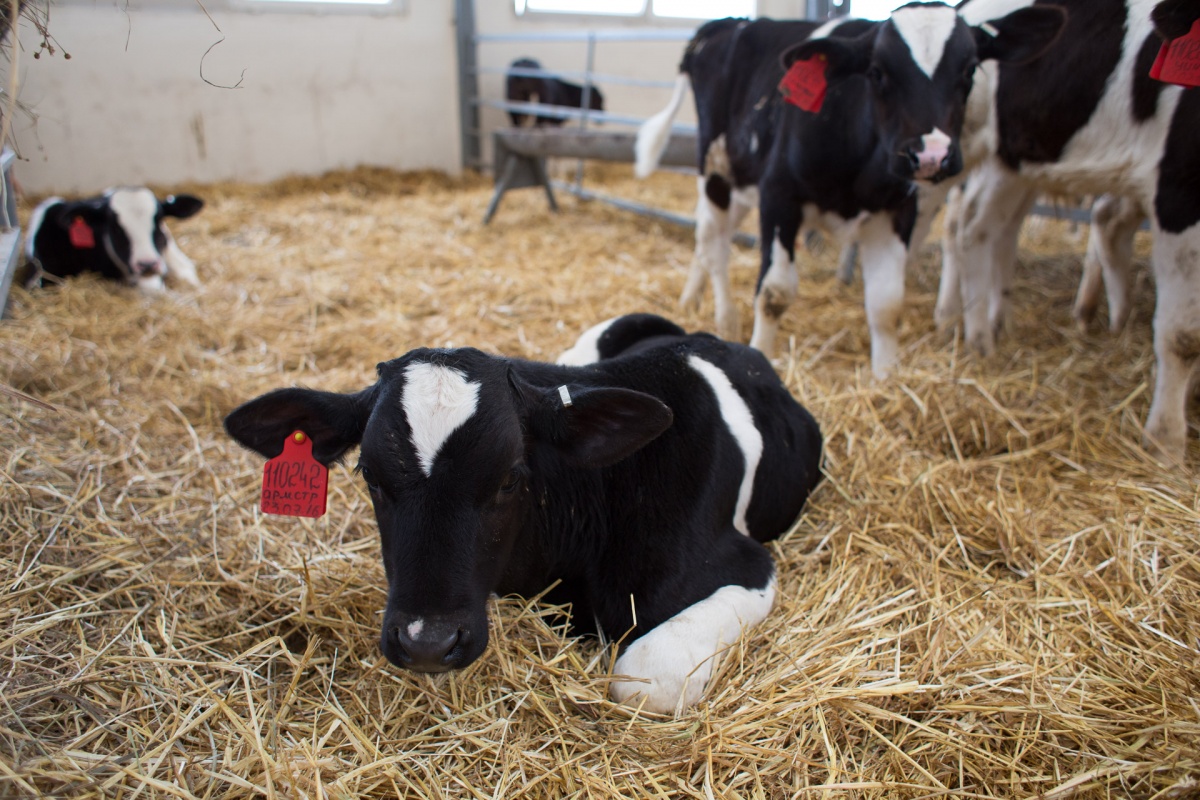  В Нижегородской области создадут лабораторию для воспроизводства коров