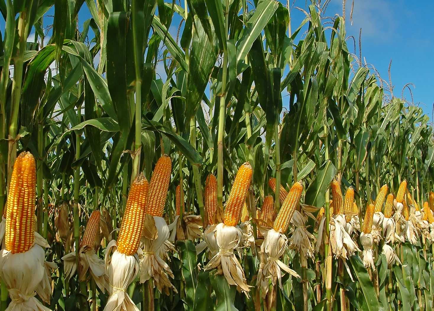  Биологическая и хозяйственная эффективность гербицидов в защите посевов кукурузы на зерно в Рязанской области