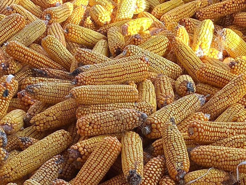  Липецкие аграрии приступили к обмолоту кукурузы на зерно