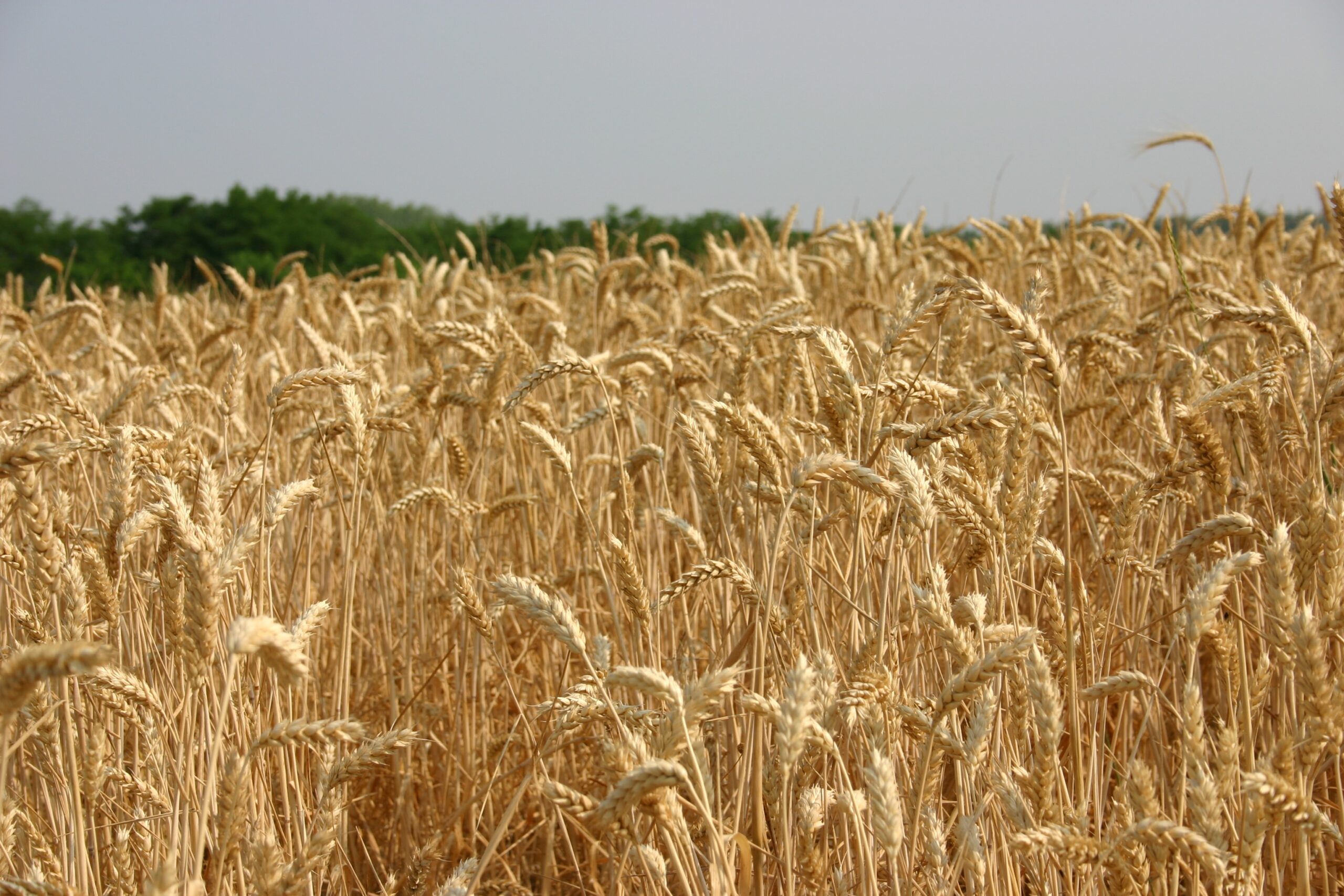  Белгородскими сельхозпроизводителями уже намолочено более 1,6 млн тонн озимой пшеницы