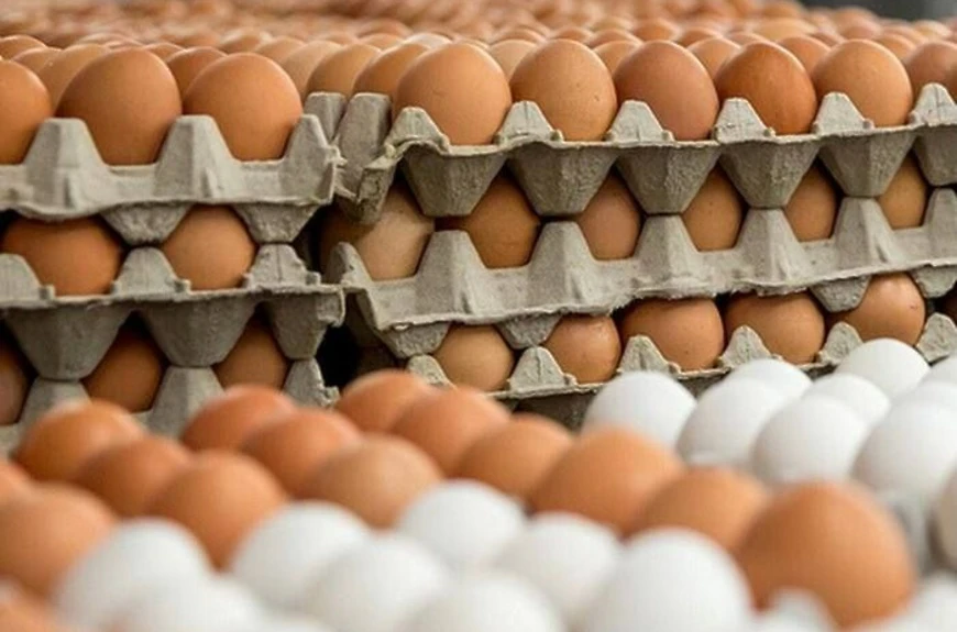  Производство яйца растет в Ленинградской области