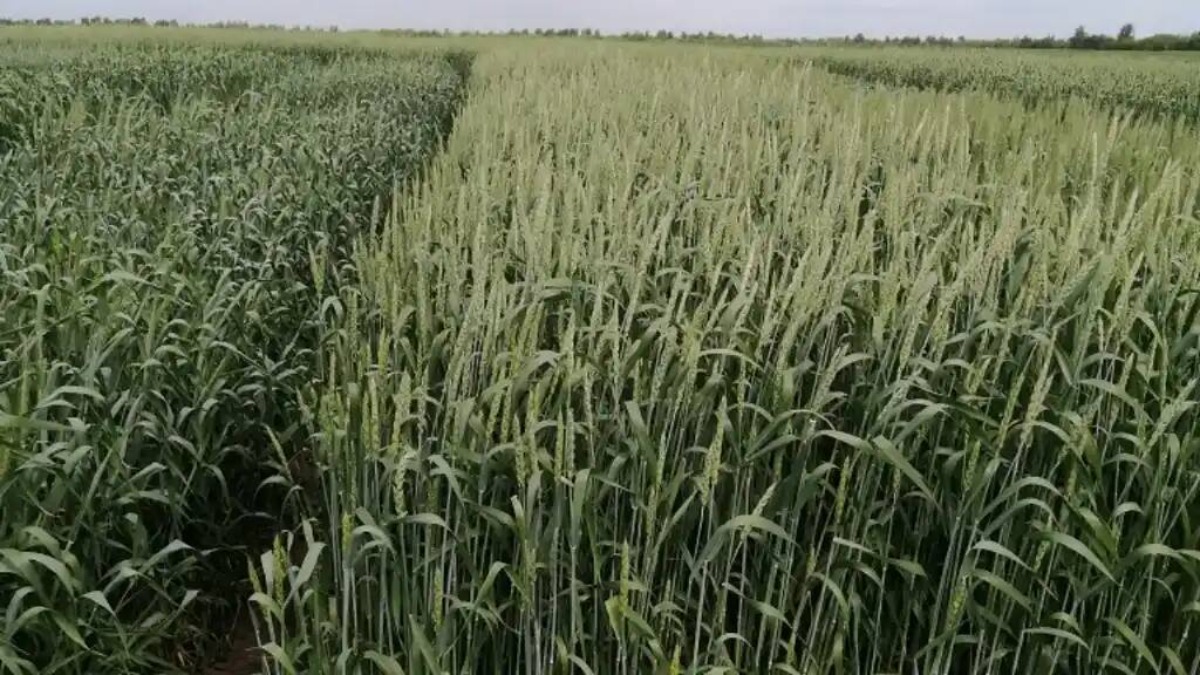  Новые сорта озимой мягкой пшеницы запатентованы учеными Ульяновского ГАУ